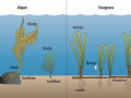 graphic of algae and seagrass