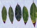 California bay laurel leaves with brown tips