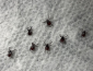 Ticks on a paper towel
