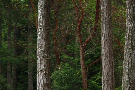 douglas fir forest picture of douglas fir forest
