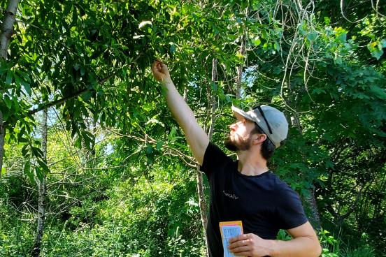 man reaching up to tree