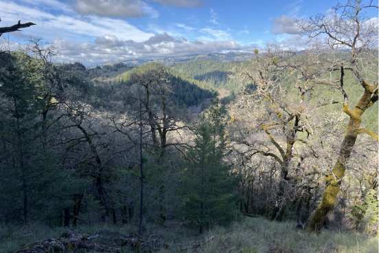 scenic view of forest from mountain