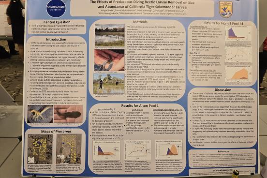The Effects of Predaceous Diving Beetle Larvae Removal on Size and Abundance of California Tiger Salamander Larvae 