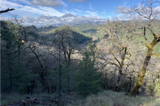scenic view of forest from mountain