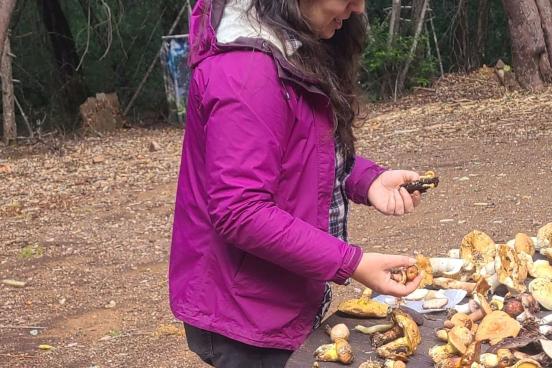 Person sorting fungi collected during a mushroom blitz