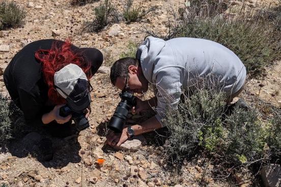 Two people takinga picture of an insect on the ground