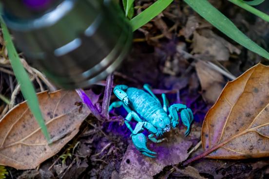 Scorpion under UV light Scorpion under UV light