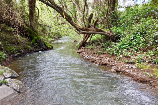 Copeland Creek on SSU Campus