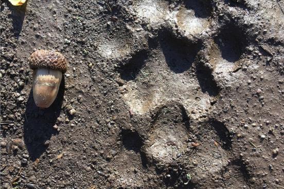 Picture of a Mountain Lion track