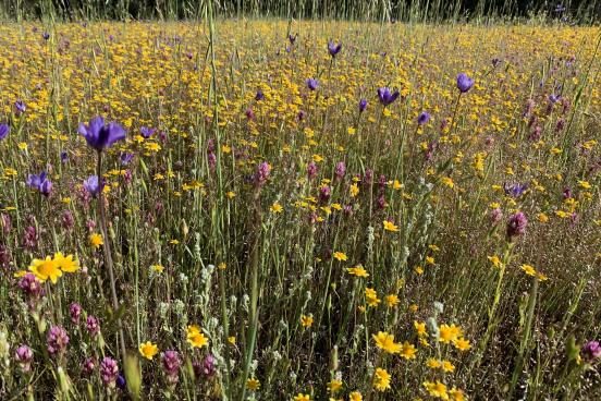 Goldfields photograhed by Andy Balestracci