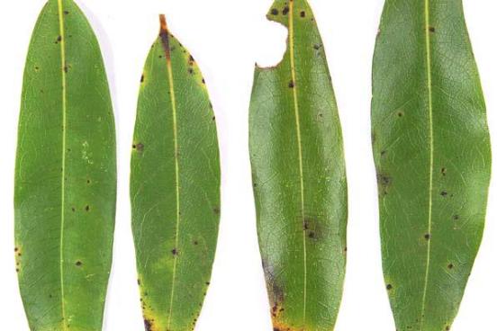 Bay leaves with symptoms of SOD