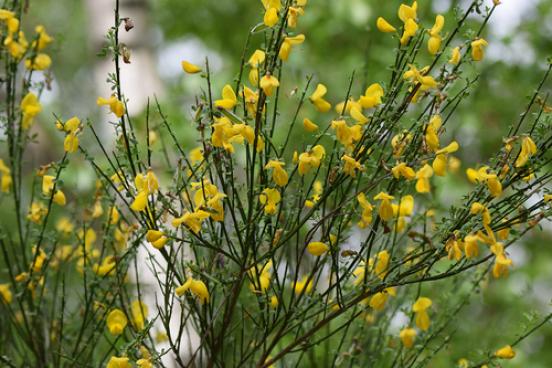 Scotch Broom, (Cytisus scoparius) Photo 70985676, (c) Ina Siebert, some rights reserved (CC BY-NC) via iNaturalist