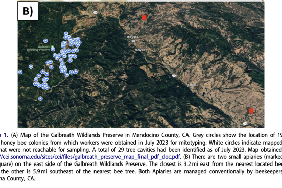 Map of Galbreath Preserve's free-living honeybee colonies