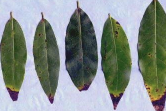 Bay leaves with symptoms of SOD