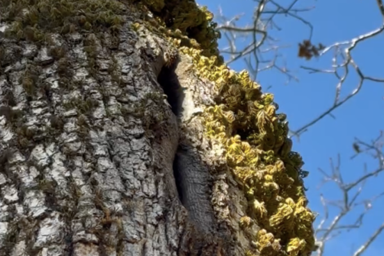 Honeybees flying in and out of their secretive wild abode nestled within a tree