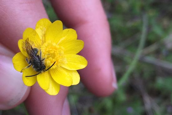 native bee on buttercup with fingers
