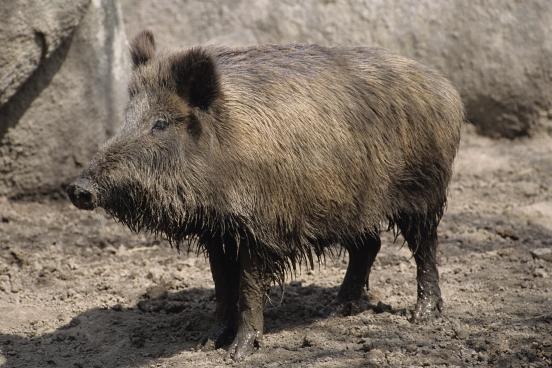 Wild Boar
