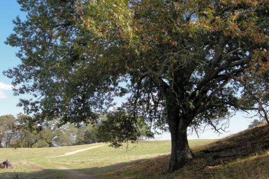 California black oak tree