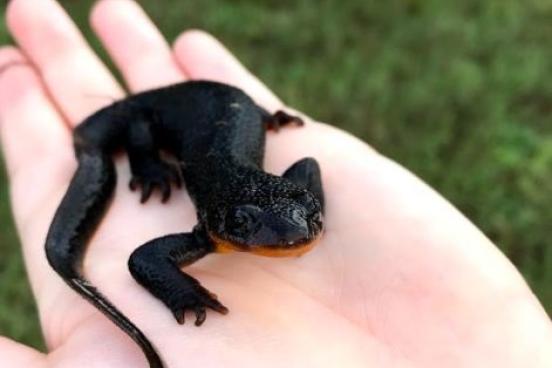 newt on student's hand