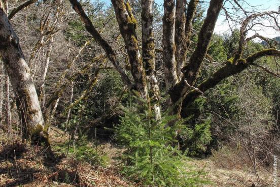 young douglas fir under oak tree
