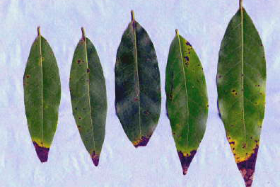 bay leaves with brown tips