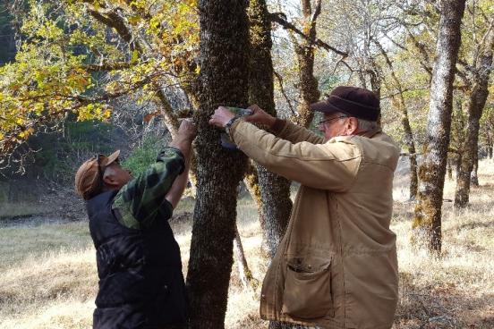 two people reaching up into tree to install a small audiomoth circuit board