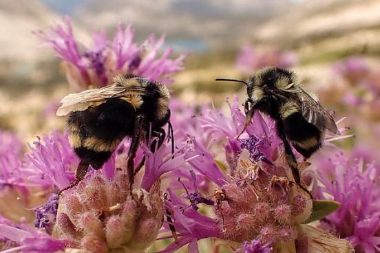 two bumble bees on clovers