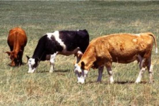 Cows Grazing