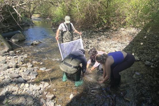 Students collecting Macroinvertebrate samples along Copeland Creek
