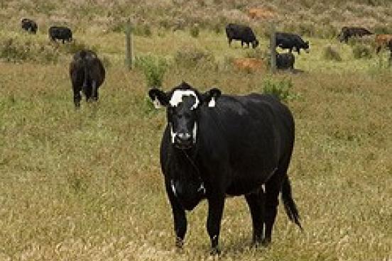 Cows standing around a field