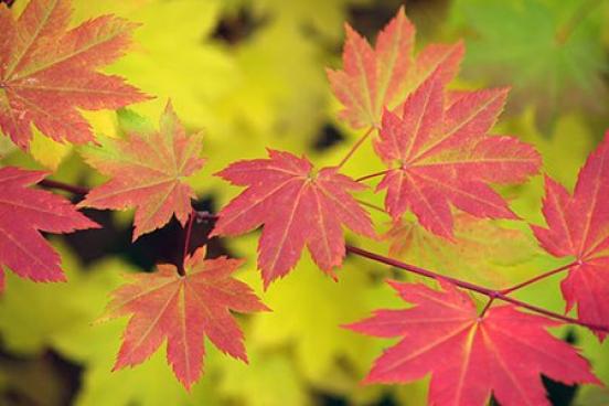Fall Leaves
