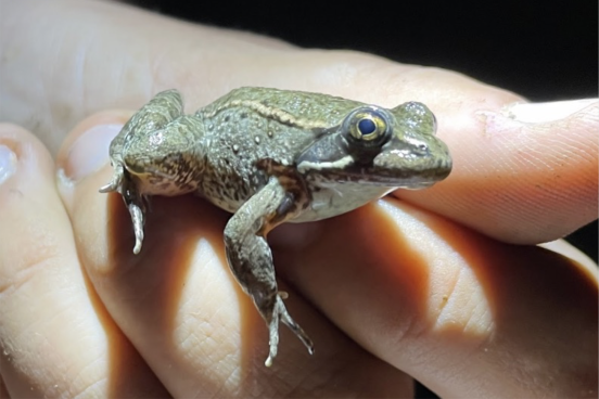 California red-legged frog on a hand