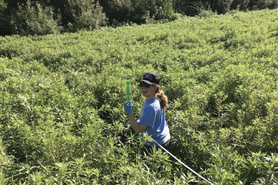 woman holds tools in creek full of Ludwigia