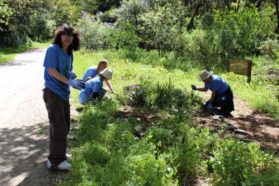 people weeding a garden