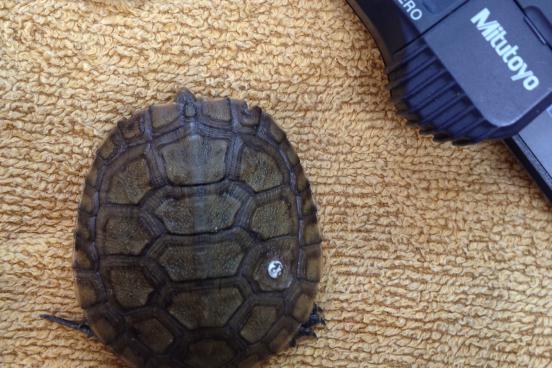 Juvenile turtle and calipers
