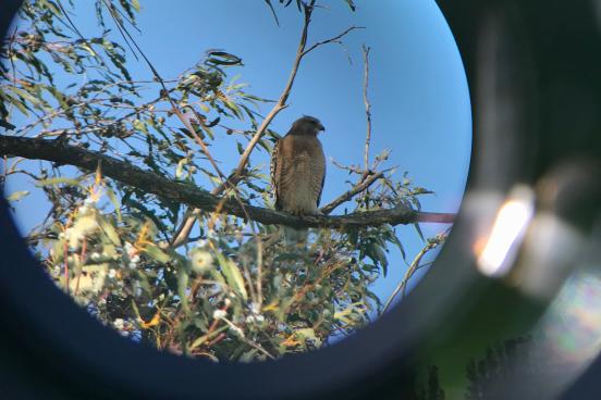 A red-shouldered hawk viewed through a spotting scope