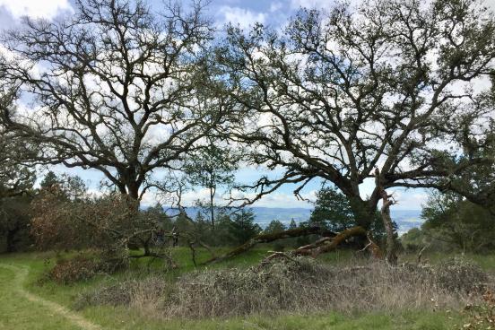 Oak Trees
