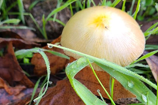 white and yellow mushroom cap with grass and leaves