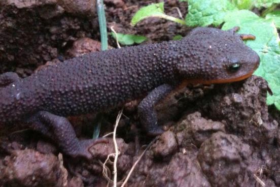 rough skinned newt