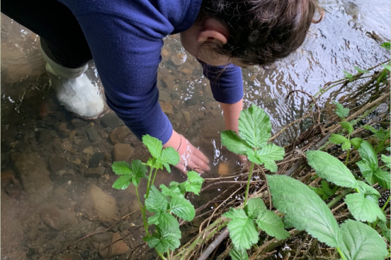 Student placing temperature sensor in creek