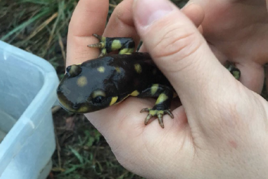 California Tiger Salamander