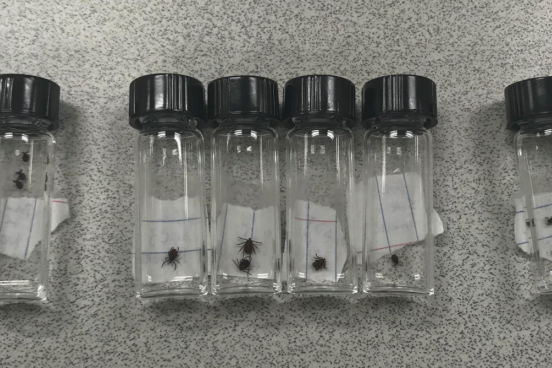 Ticks in gass vials