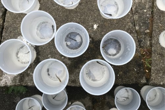 Juvenile steelhead trout in plastic cups