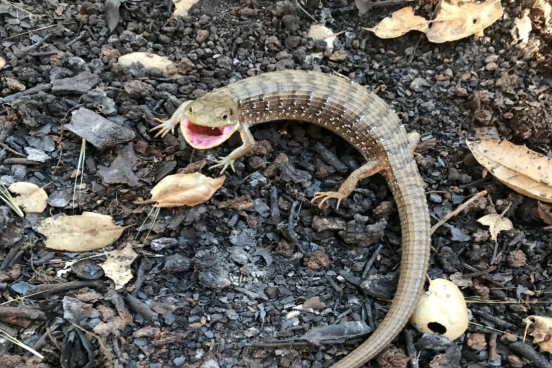 Alligator Lizard
