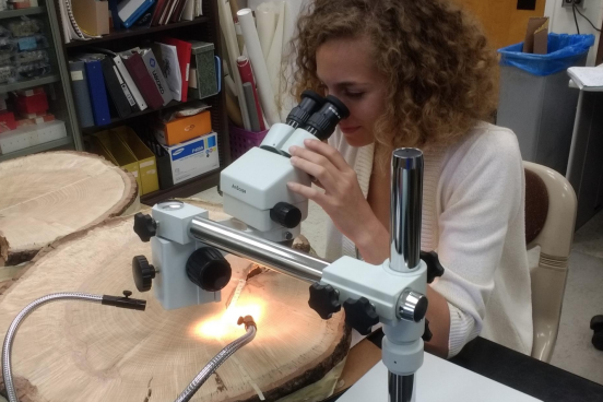 Student analyzing tree rings under a microscope
