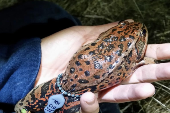 California red-legged frog