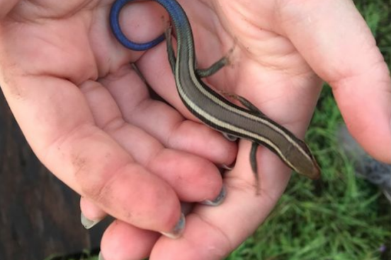 Student holding juvenile skink