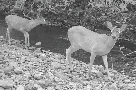 Wildlife camera photo of deer next to a creek