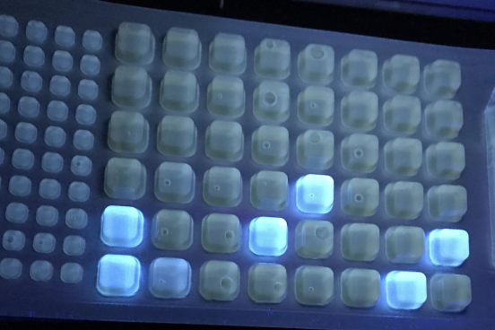IDEXX- 2000 tray exposed to UV light showing positive results for E. coli.