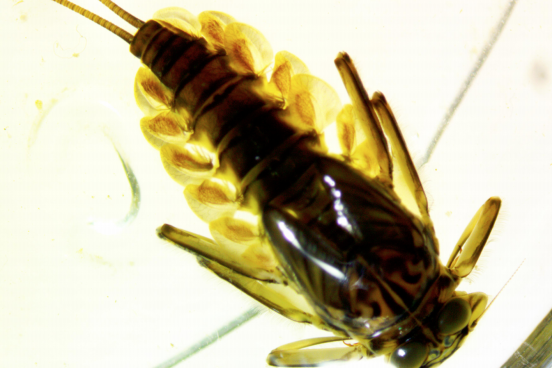 Close-up of aquatic insect